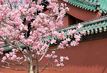 日坛公园第 47 张图片