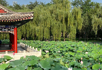 日坛公园第 54 张图片