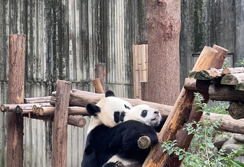成都大熊猫繁育研究基地第 281 张图片