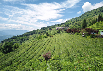 蒙顶山第 65 张图片