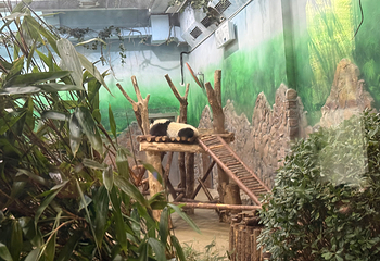 成都大熊猫繁育研究基地第 574 张图片