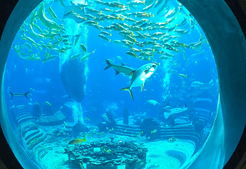三亚亚特兰蒂斯失落的空间水族馆第 233 张图片