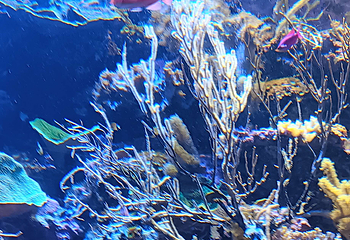 新加坡海洋生态馆第 153 张图片