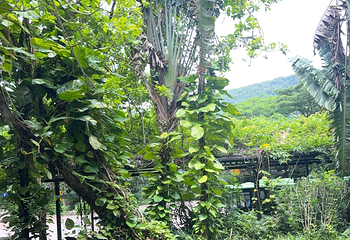 呀诺达热带雨林第 160 张图片
