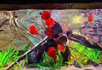 上海海洋水族馆第 82 张图片
