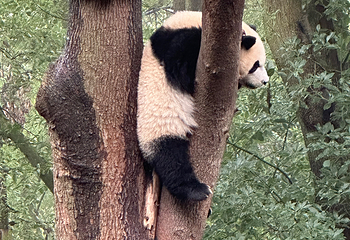 成都大熊猫繁育研究基地第 465 张图片