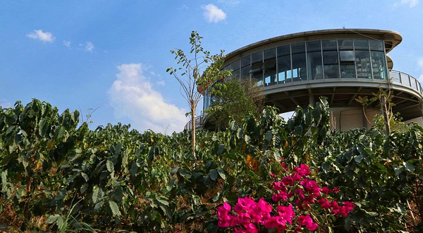 粒述·咖啡庄园-观景台