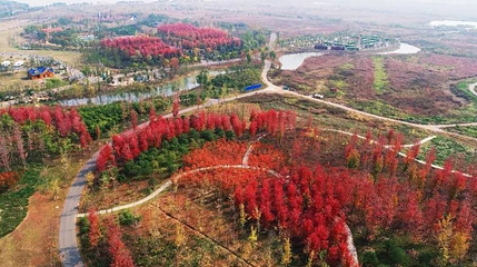 淮安市白马湖生态旅游景区-红枫谷第 1 张图片