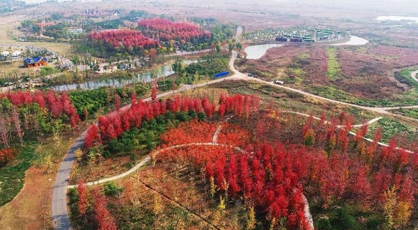 淮安市白马湖生态旅游景区-红枫谷