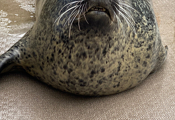 宫岛水族馆第 18 张图片