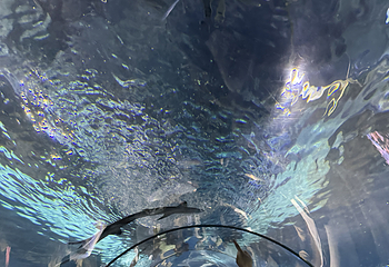 上海海洋水族馆第 182 张图片