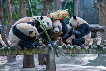 重庆动物园第 64 张图片