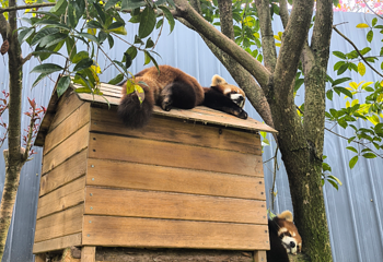 小熊猫森林公园第 7 张图片