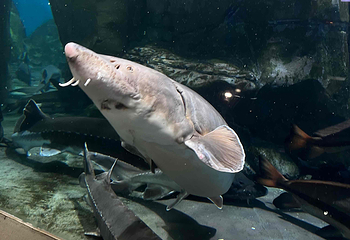 上海海洋水族馆第 163 张图片