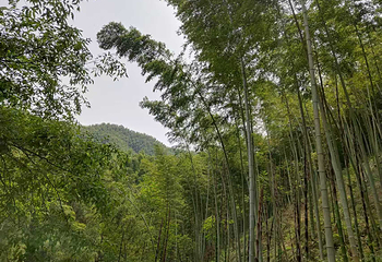木坑竹海第 38 张图片