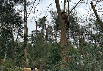 成都大熊猫繁育研究基地第 658 张图片