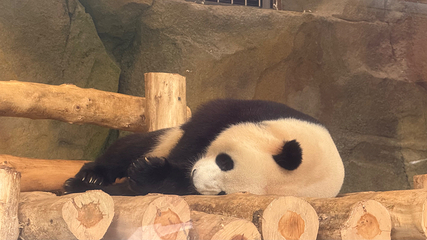 成都大熊猫繁育研究基地第 468 张图片