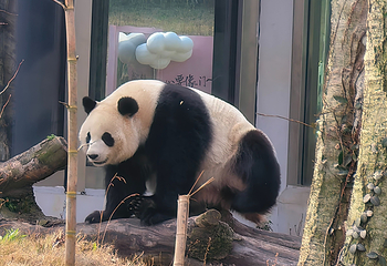 岳阳中华大熊猫苑第 36 张图片