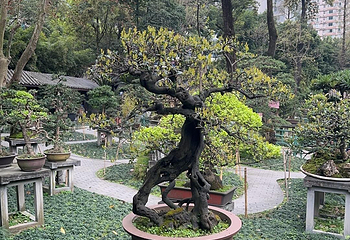 成都市人民公园第 31 张图片