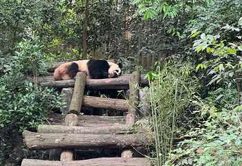 成都大熊猫繁育研究基地第 182 张图片