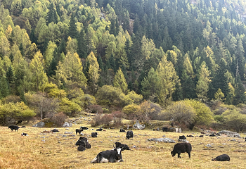 四姑娘山双桥沟景区第 150 张图片