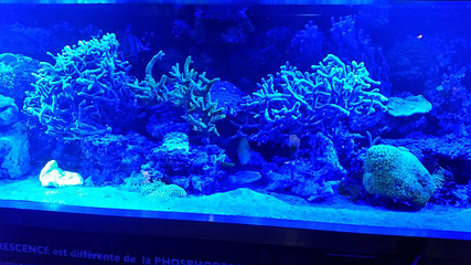 里昂水族馆第 12 张图片