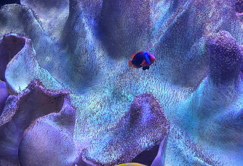 SEA LIFE Scarborough第 16 张图片