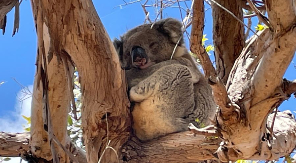 米奇拉野生考拉乐园