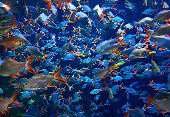 海滨城浩海立方海洋公园第 51 张图片