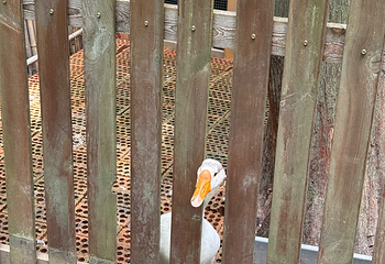 东平国家森林公园第 87 张图片