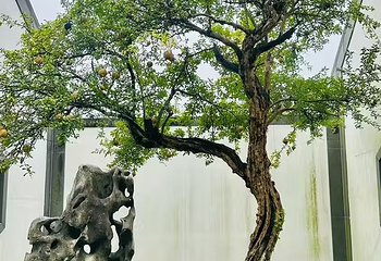 苏州博物馆第 345 张图片