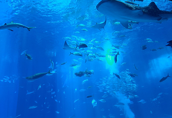 冲绳美丽海水族馆第 147 张图片
