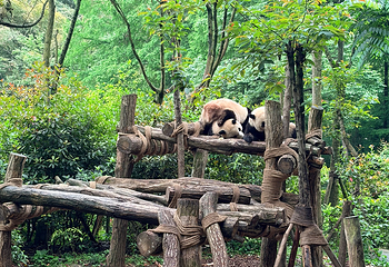 熊猫谷第 112 张图片