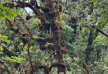 高黎贡山第 59 张图片