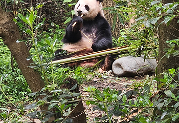 成都大熊猫繁育研究基地第 349 张图片