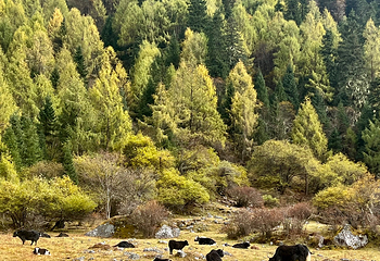 四姑娘山双桥沟景区第 218 张图片