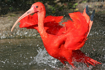 Bird park Villars les Dombes第 8 张图片