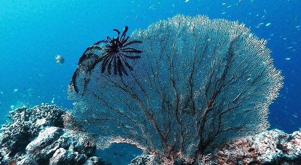 Mu Ko Surin National Park