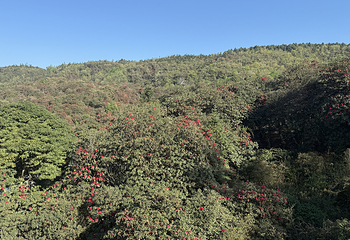 百里杜鹃风景区第 78 张图片