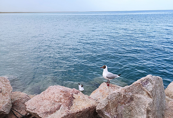 青海湖景区第 145 张图片