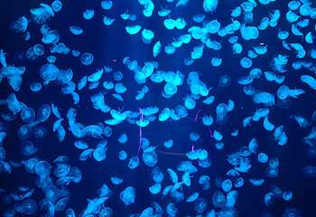 三亚亚特兰蒂斯失落的空间水族馆第 197 张图片