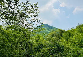 天目湖南山竹海第 111 张图片