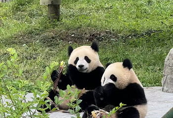 卧龙中华大熊猫苑神树坪基地第 85 张图片