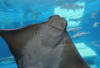 三亚亚特兰蒂斯失落的空间水族馆第 234 张图片