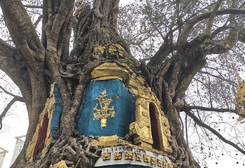 树包塔第 22 张图片