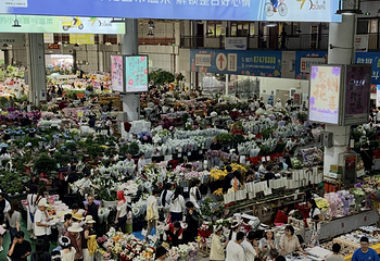 昆明斗南花卉市场第 9 张图片