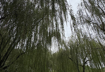 瘦西湖第 422 张图片