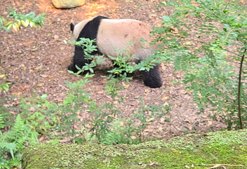 成都大熊猫繁育研究基地第 728 张图片