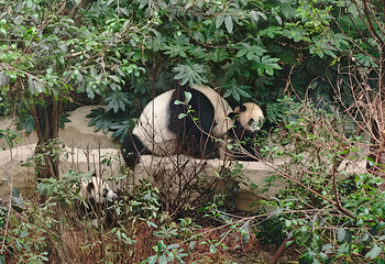 成都大熊猫繁育研究基地第 354 张图片