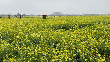 信阳明港新集村百亩油菜园